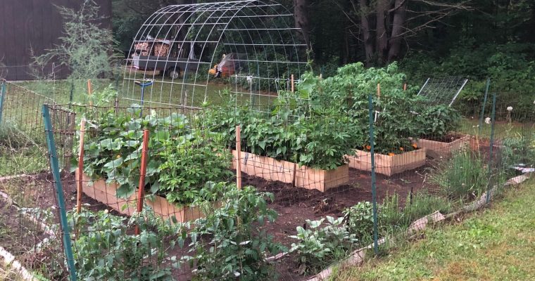 DIY Raised Garden Beds and Trellis